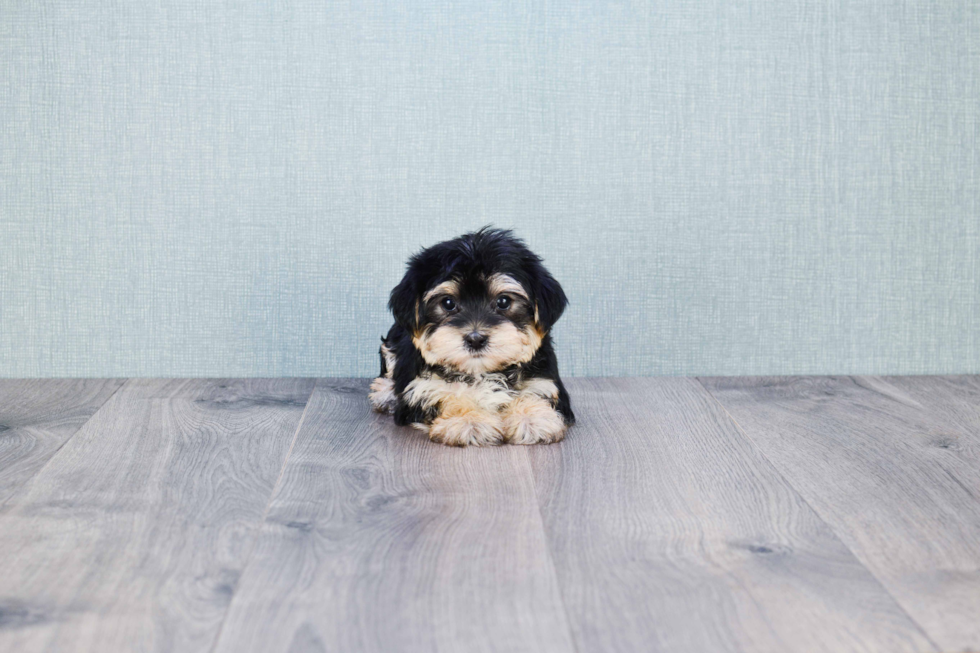 Playful Yorkie Designer Puppy