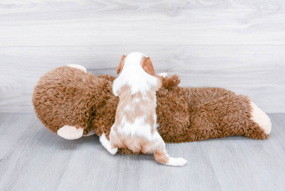 Cavalier King Charles Spaniel Puppy for Adoption
