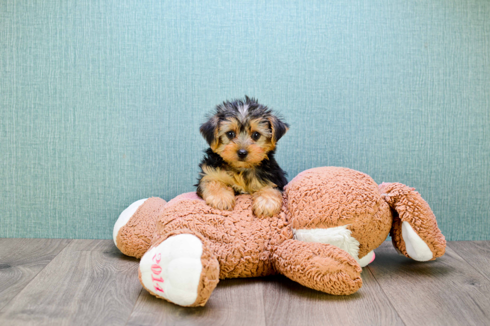 Meet Bronze - our Yorkshire Terrier Puppy Photo 