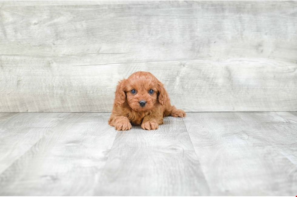 Energetic Cavoodle Poodle Mix Puppy
