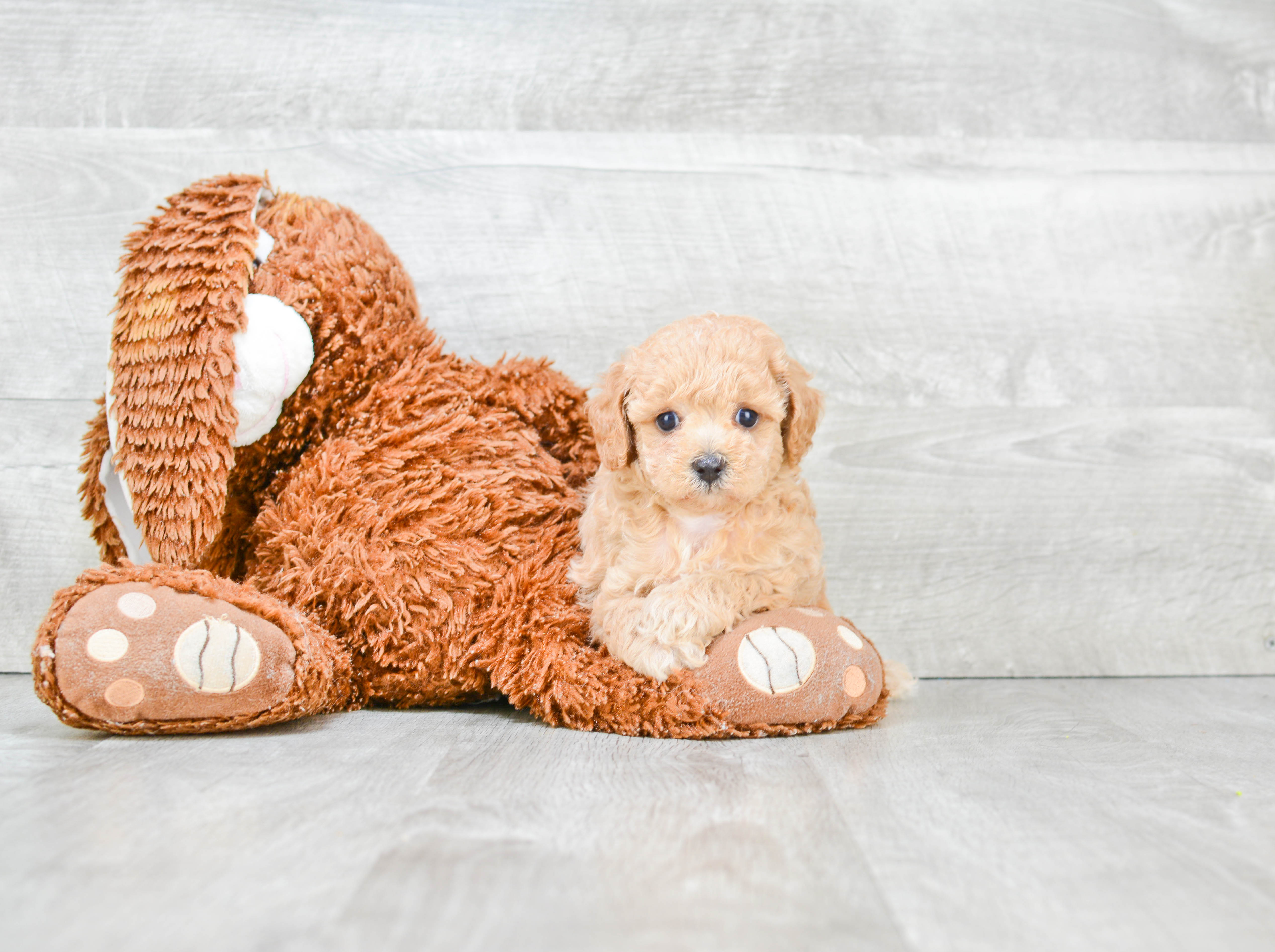 Adorable Cavoodle Poodle Mix Puppy