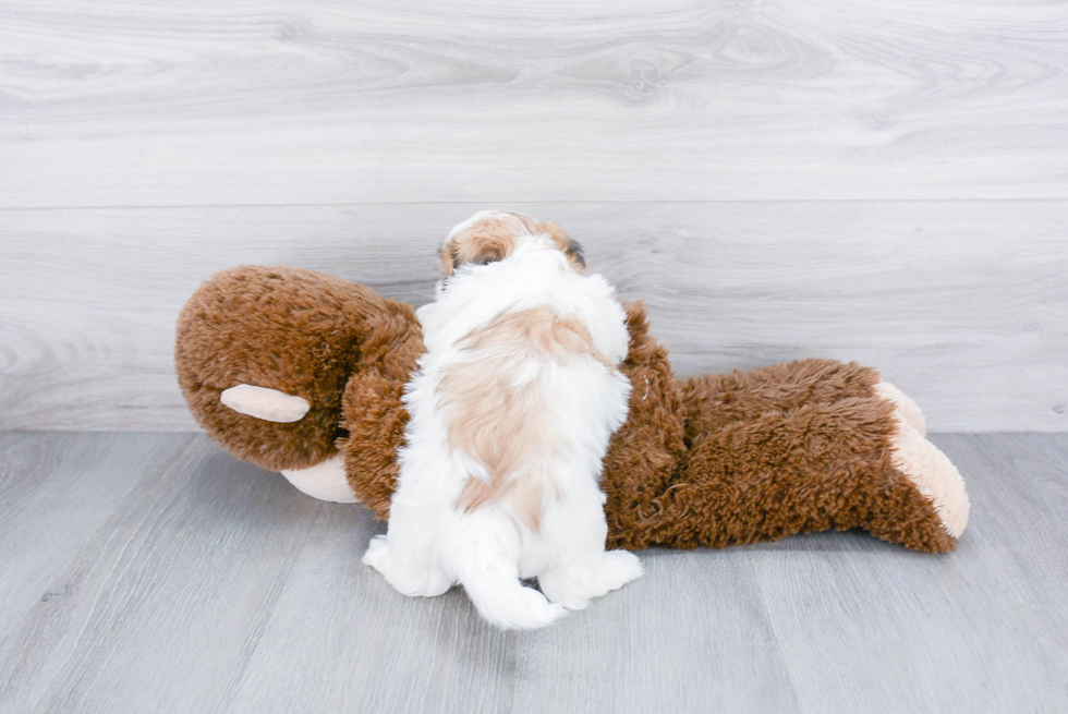 Teddy Bear Pup Being Cute