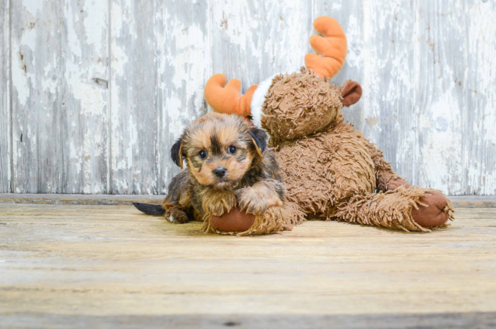Shorkie Puppy for Adoption