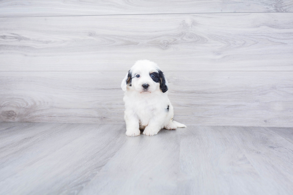 Friendly Mini Bernedoodle Baby