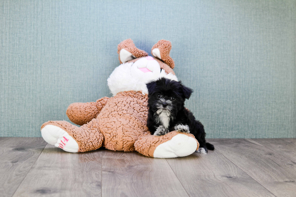 Hypoallergenic Yorkie Designer Puppy