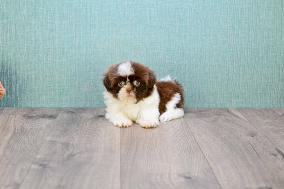 Teddy Bear Pup Being Cute