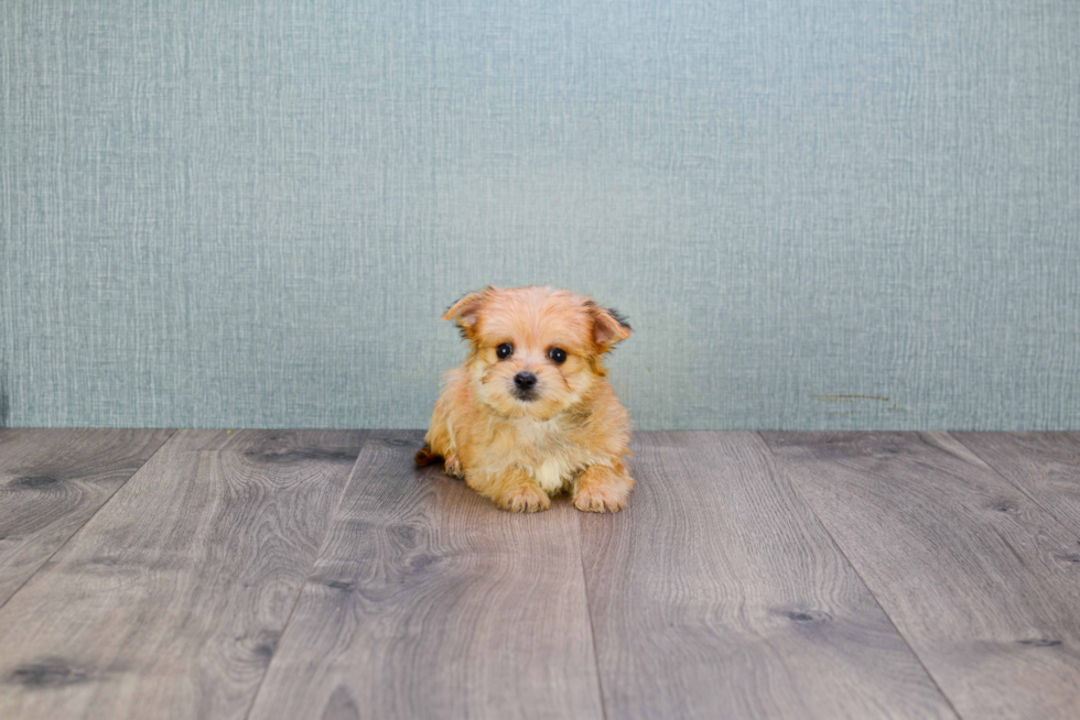 Cute Morkie Baby