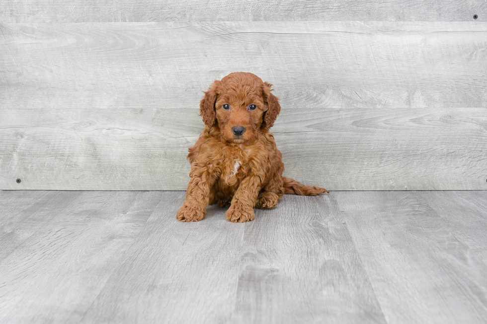 Hypoallergenic Golden Retriever Poodle Mix Puppy