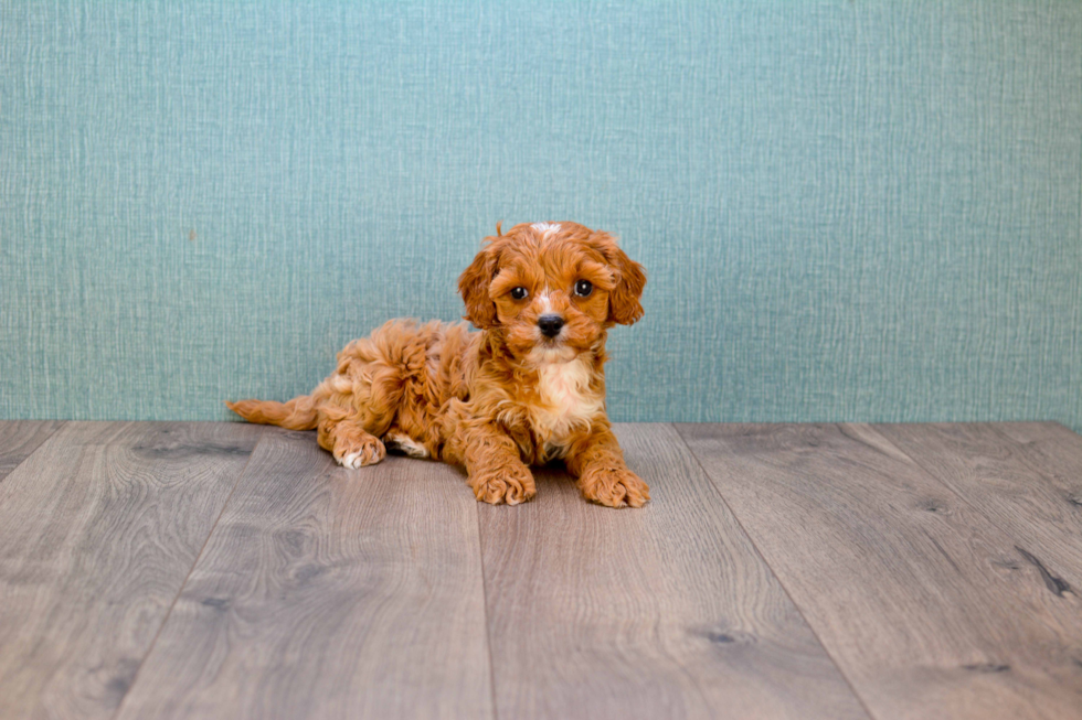Best Cavapoo Baby