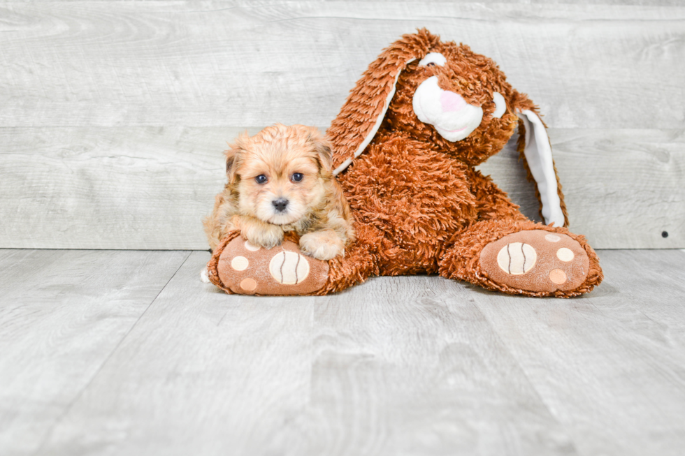 Sweet Morkie Baby