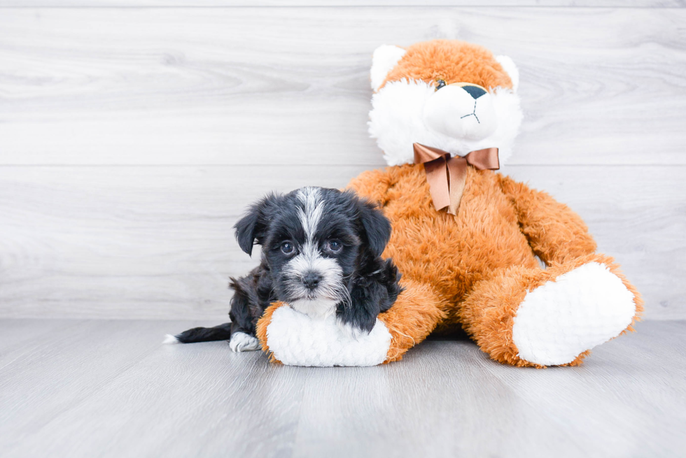 Adorable Yorkie Designer Puppy