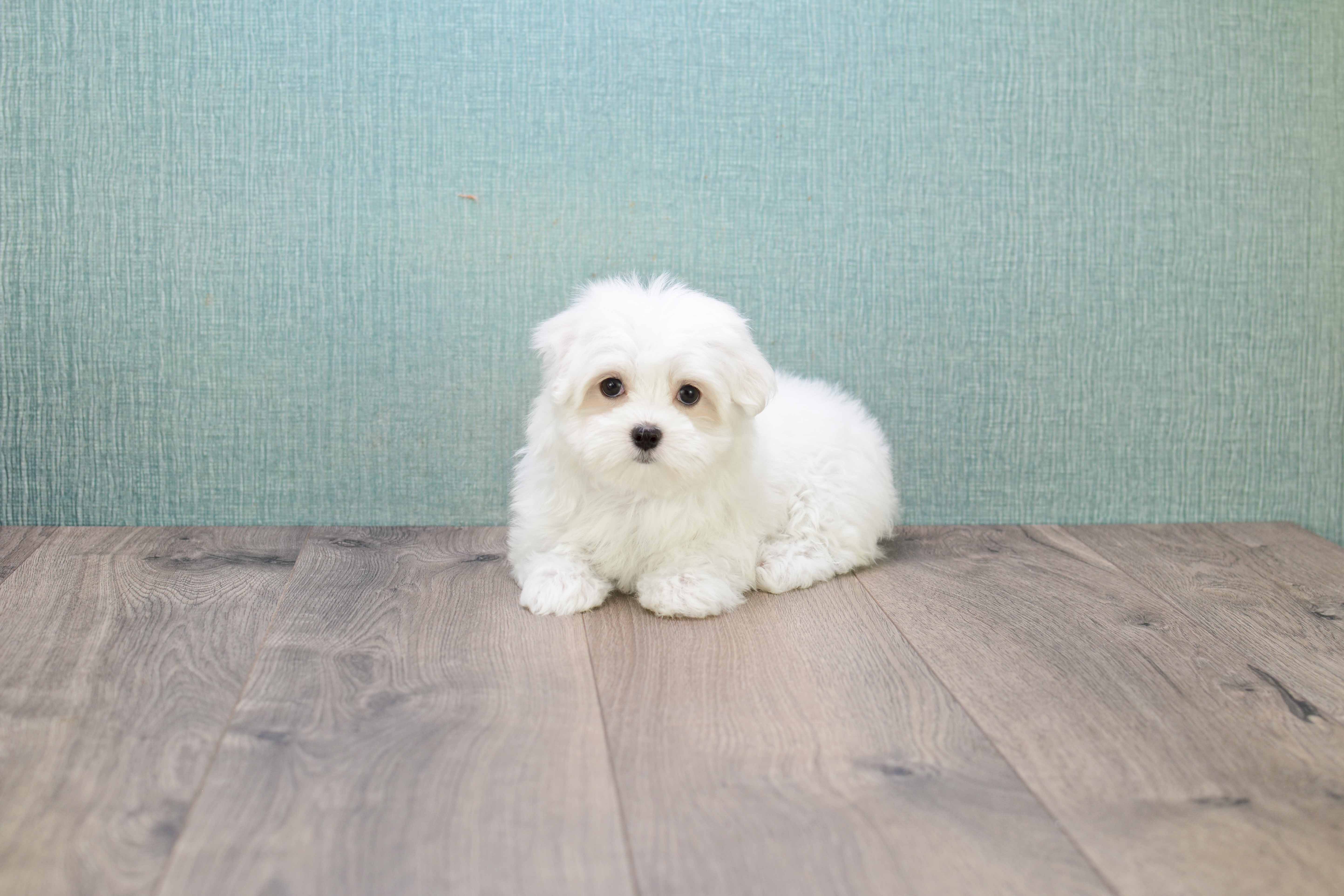 Maltese Pup Being Cute