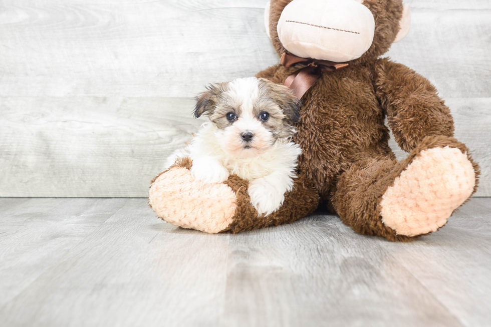 Small Havanese Baby
