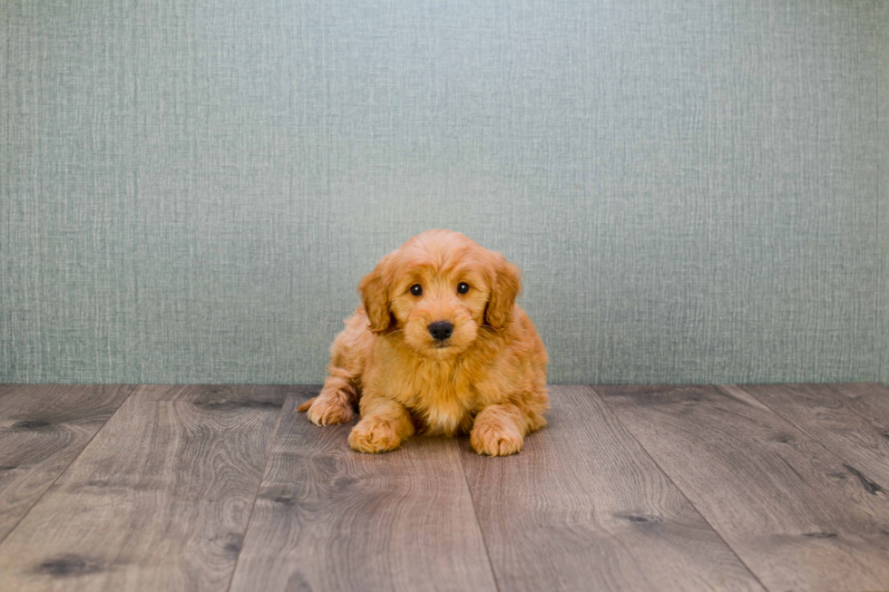Happy Mini Goldendoodle Baby