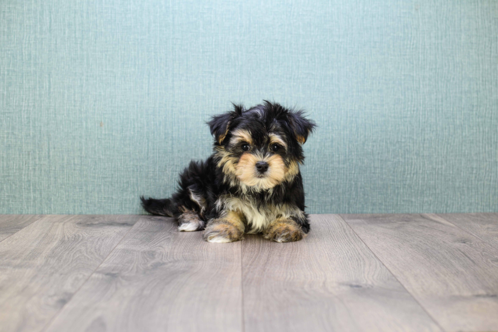 Best Morkie Baby