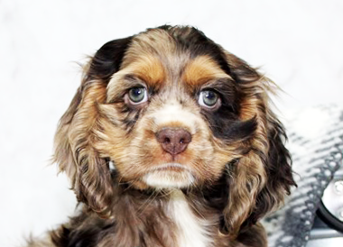 Cocker Spaniel Puppies For Sale - Premier Pups
