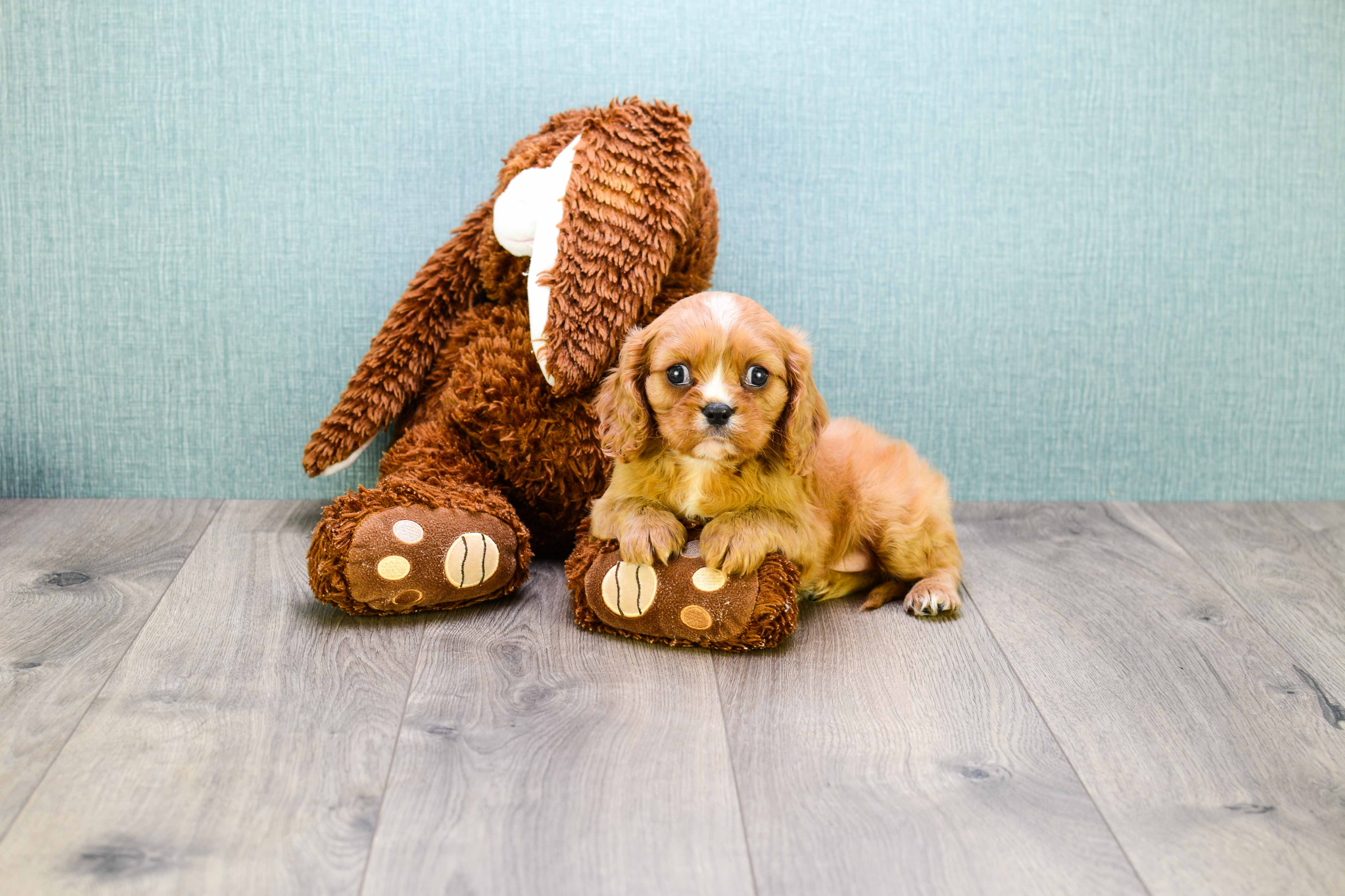 Akc Registered Cavalier King Charles Spaniel Baby