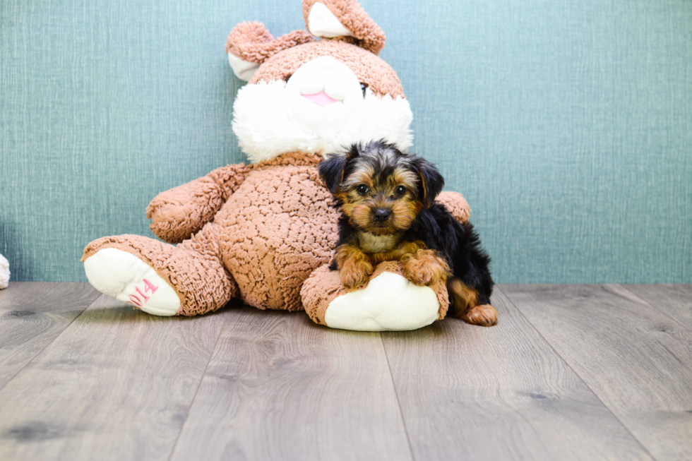 Meet Teacup-Izzie - our Yorkshire Terrier Puppy Photo 