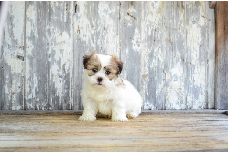 Teddy Bear Pup Being Cute