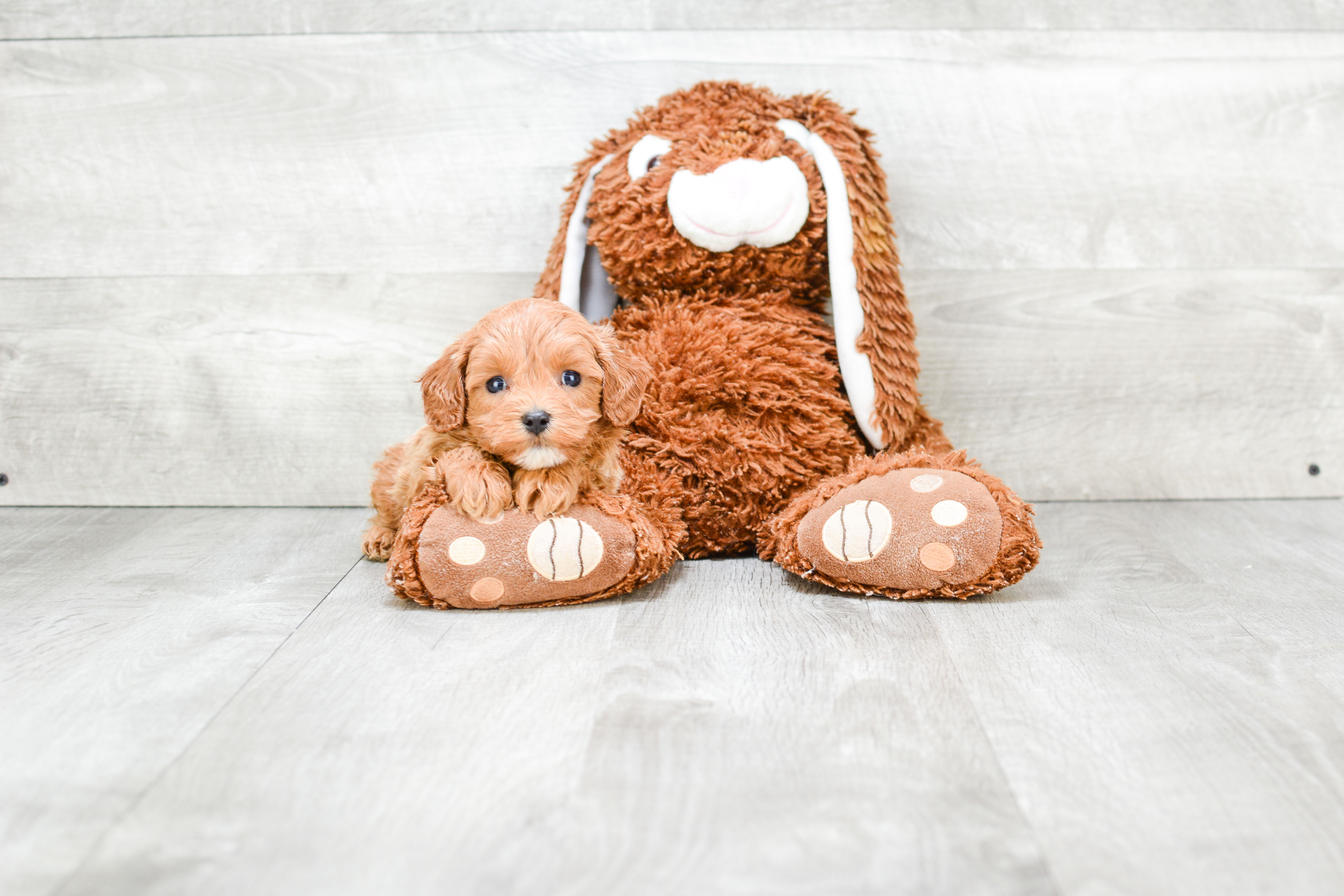 Cavapoo Pup Being Cute