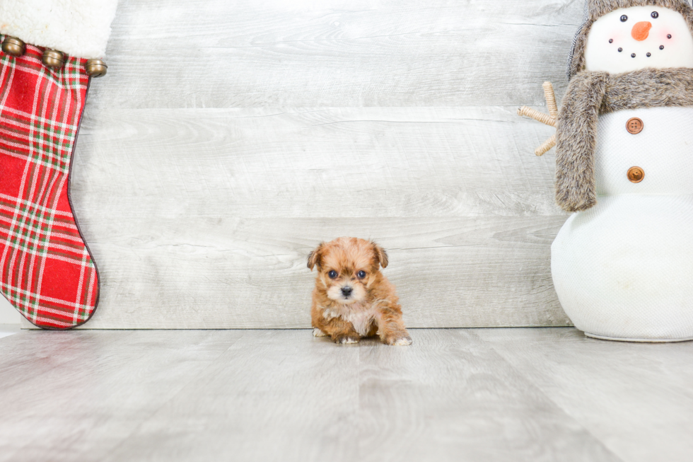 Little Yorkie Designer Puppy