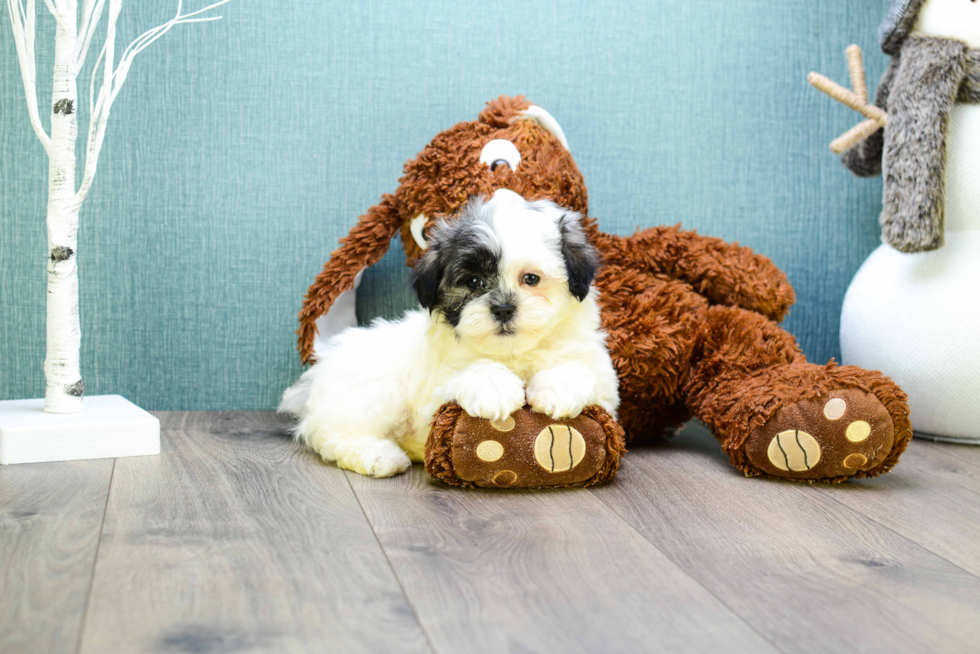 Best Teddy Bear Baby