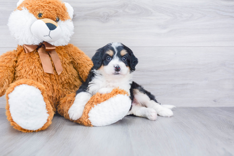 Little Bernadoodle Poodle Mix Puppy