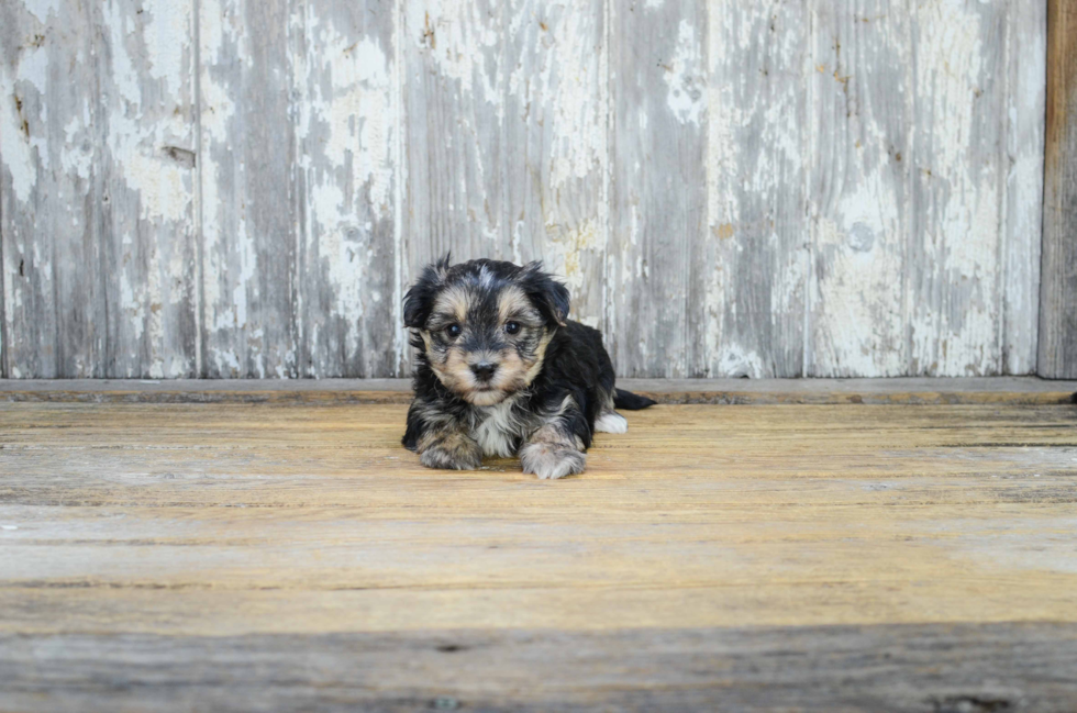 Hypoallergenic Yorkie Designer Puppy