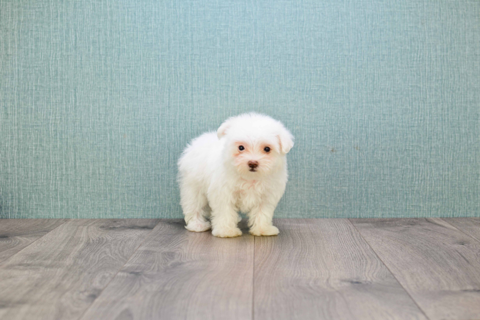 Happy Maltipoo Baby