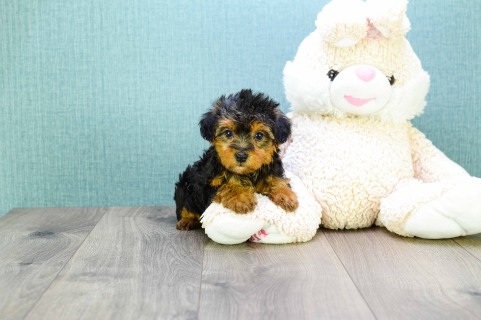 Playful Yorkie Doodle Poodle Mix Puppy