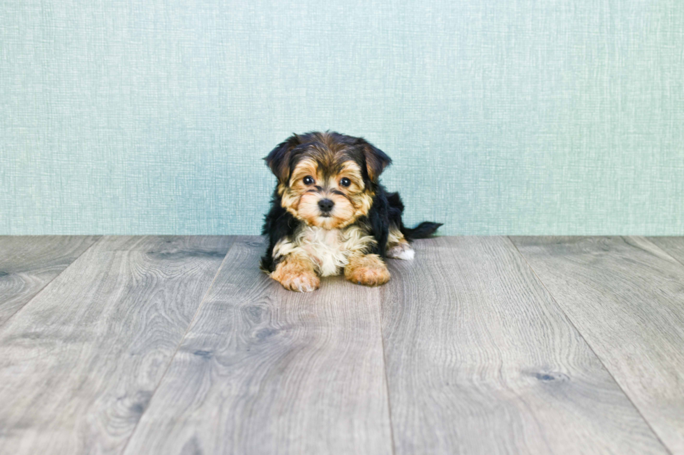 Morkie Pup Being Cute