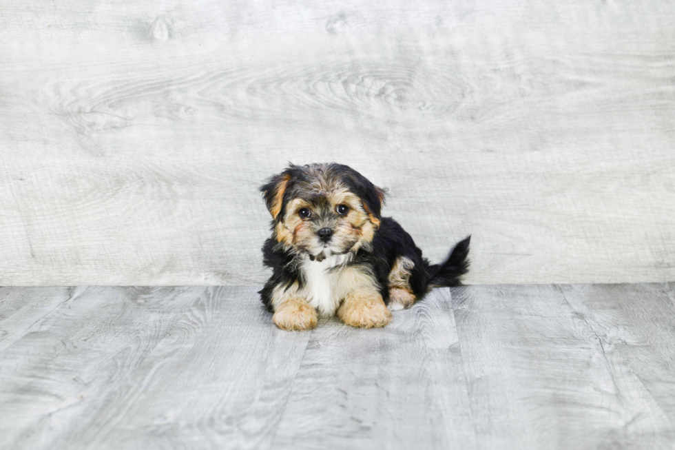 Morkie Pup Being Cute