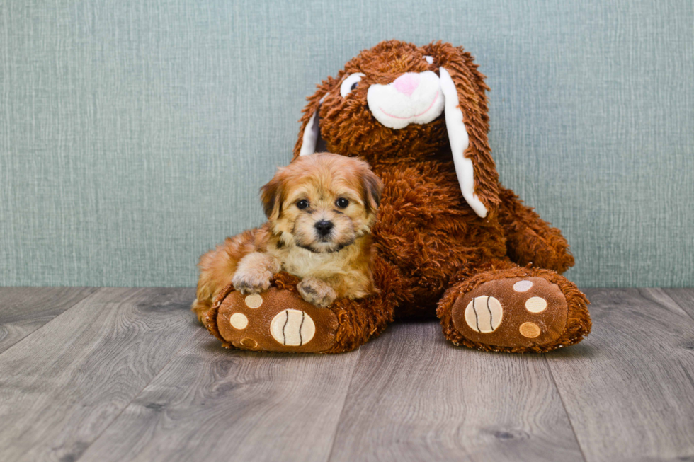 Morkie Pup Being Cute