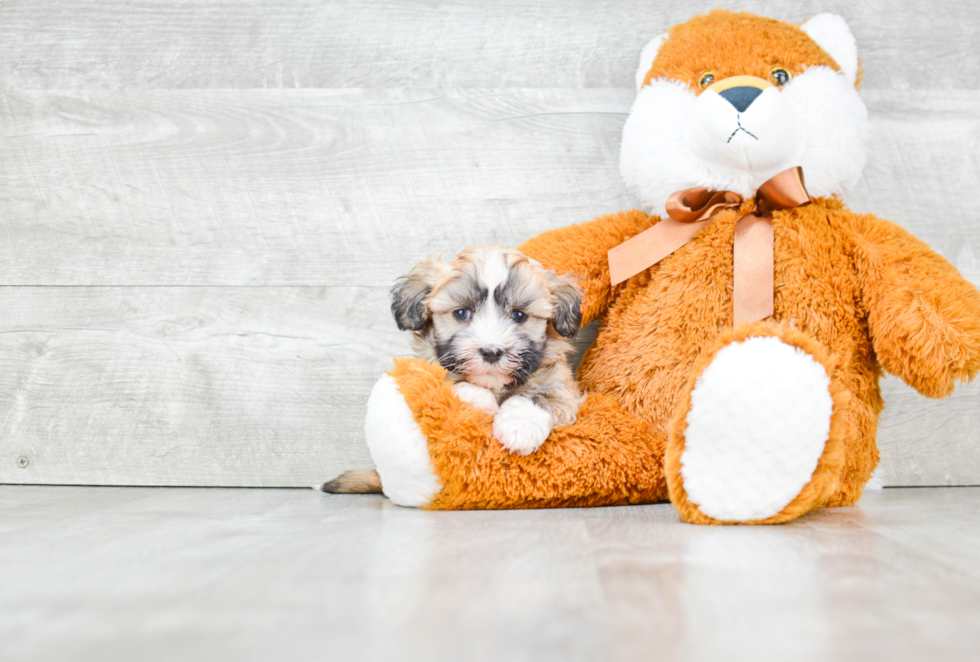 Best Havanese Baby