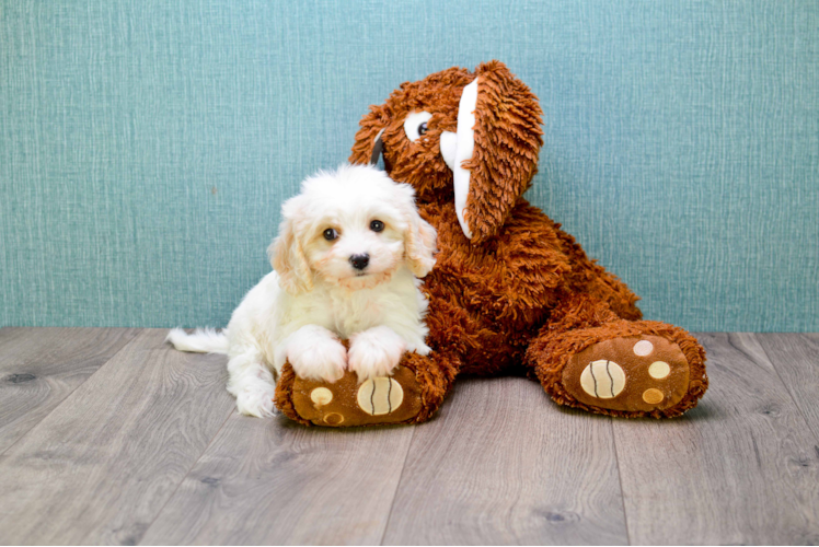 Best Cavachon Baby