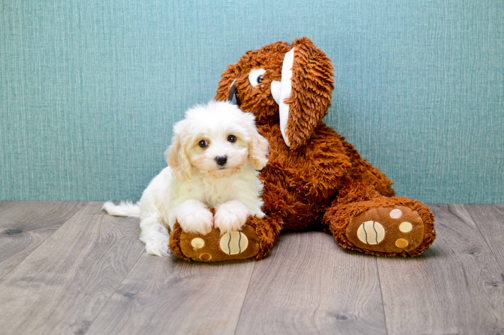 Best Cavachon Baby