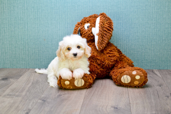 Best Cavachon Baby