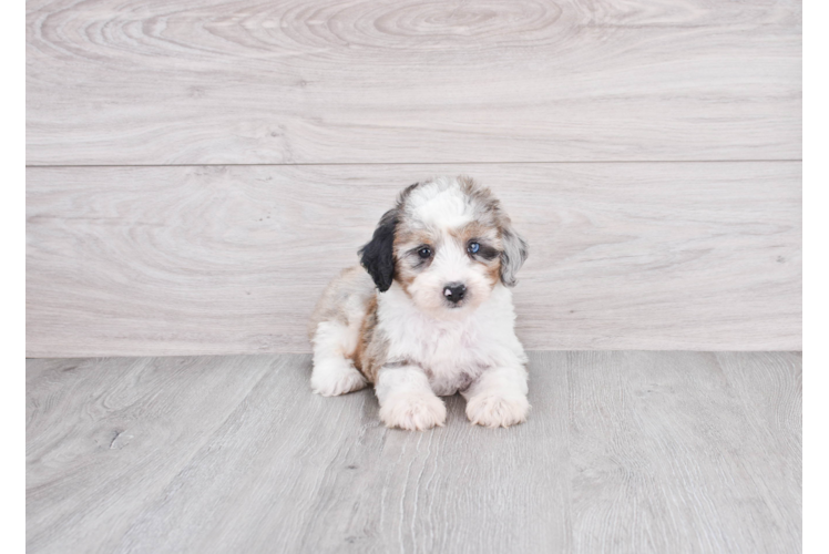 Mini Aussiedoodle Pup Being Cute