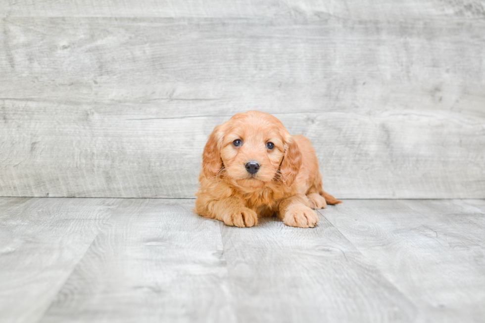 Cute Mini Goldendoodle Baby