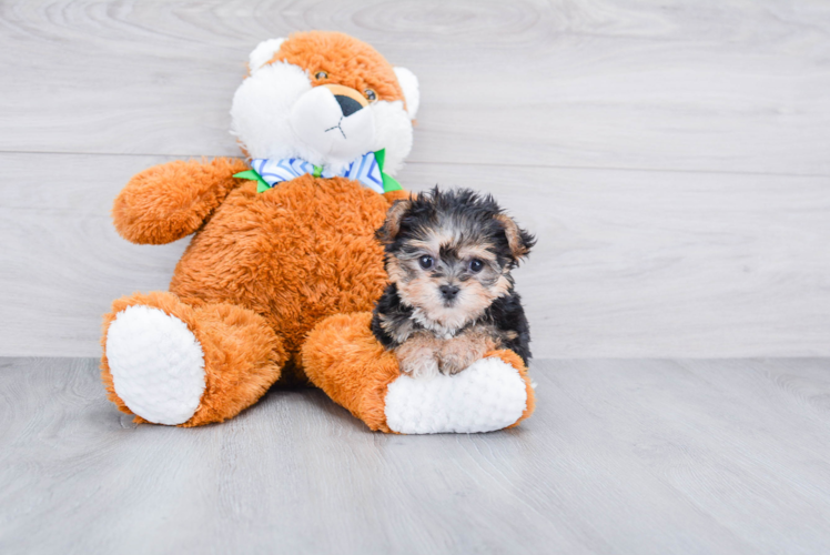 Funny Morkie Designer Pup