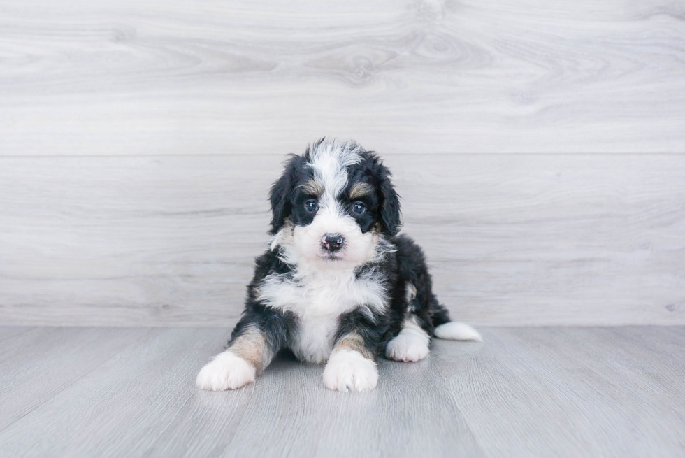 Funny Mini Bernedoodle Poodle Mix Pup