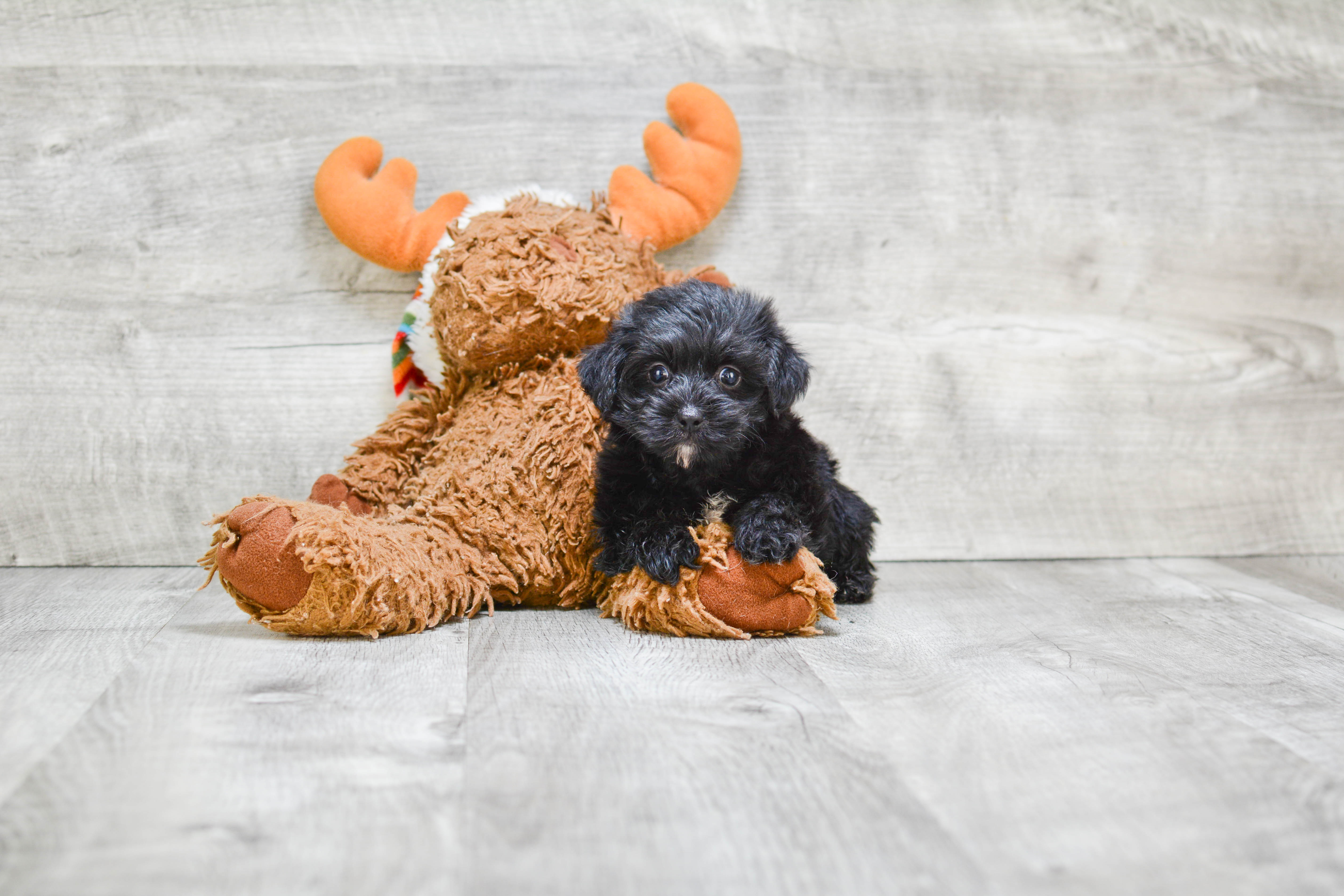Yorkie Poo Pup Being Cute