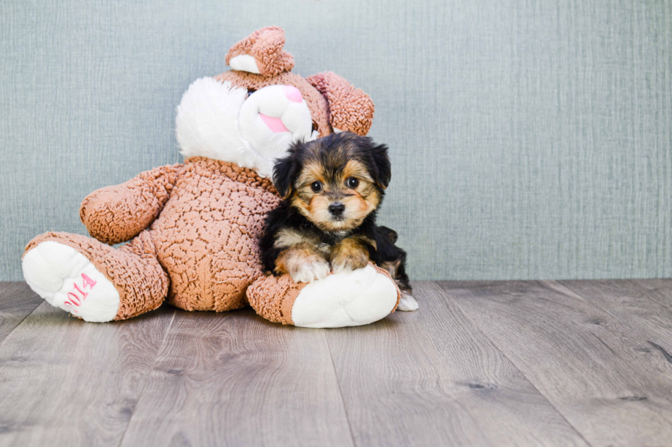Smart Morkie Designer Pup