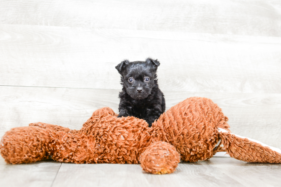 Energetic Yorkie Doodle Poodle Mix Puppy