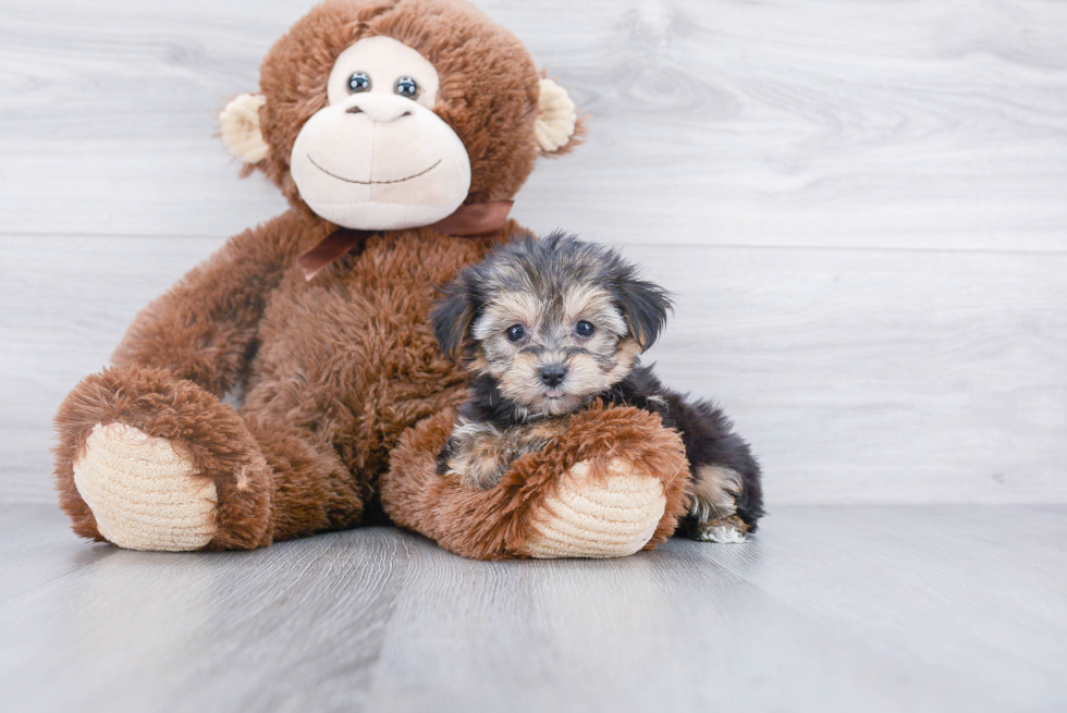 Little Yorkie Designer Puppy