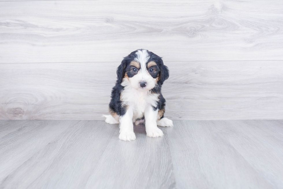 Mini Bernedoodle Pup Being Cute