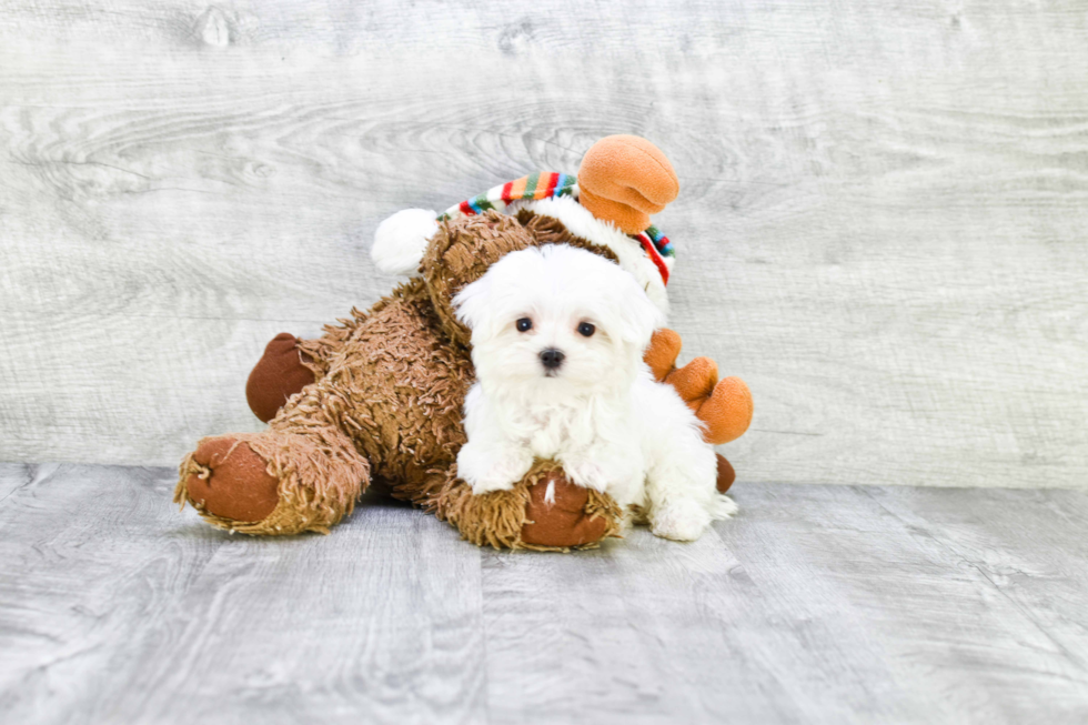 Best Maltese Baby