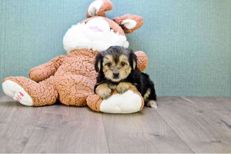 Morkie Pup Being Cute