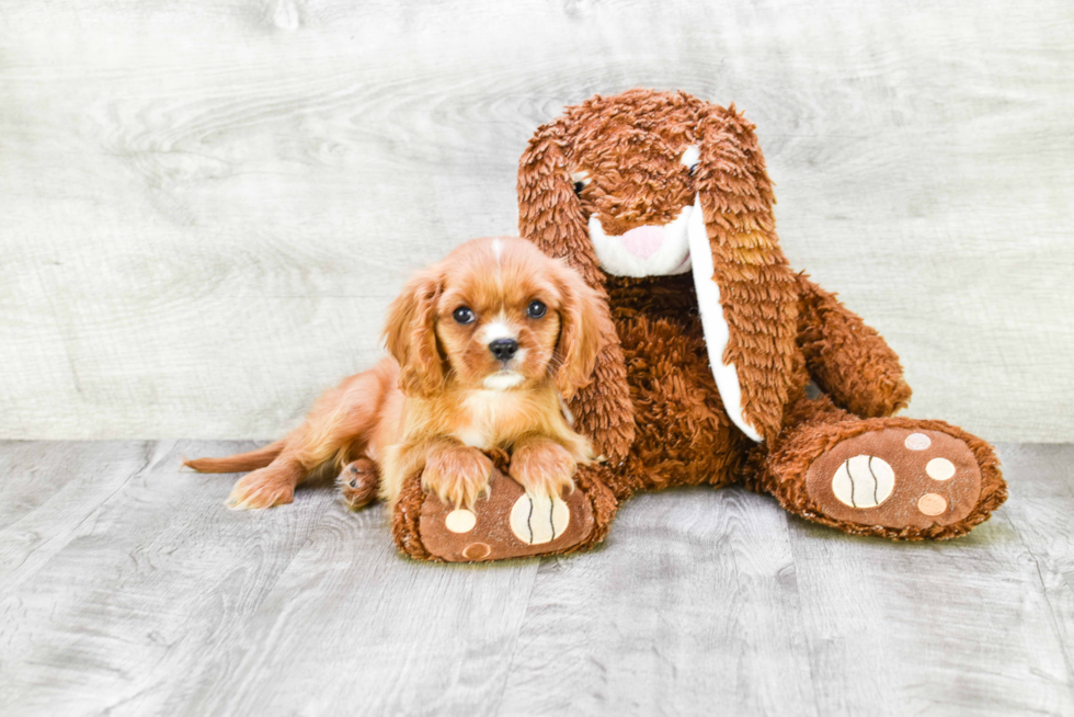 Cavalier King Charles Spaniel Pup Being Cute
