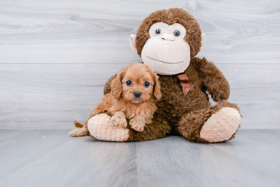 Popular Cavapoo Poodle Mix Pup